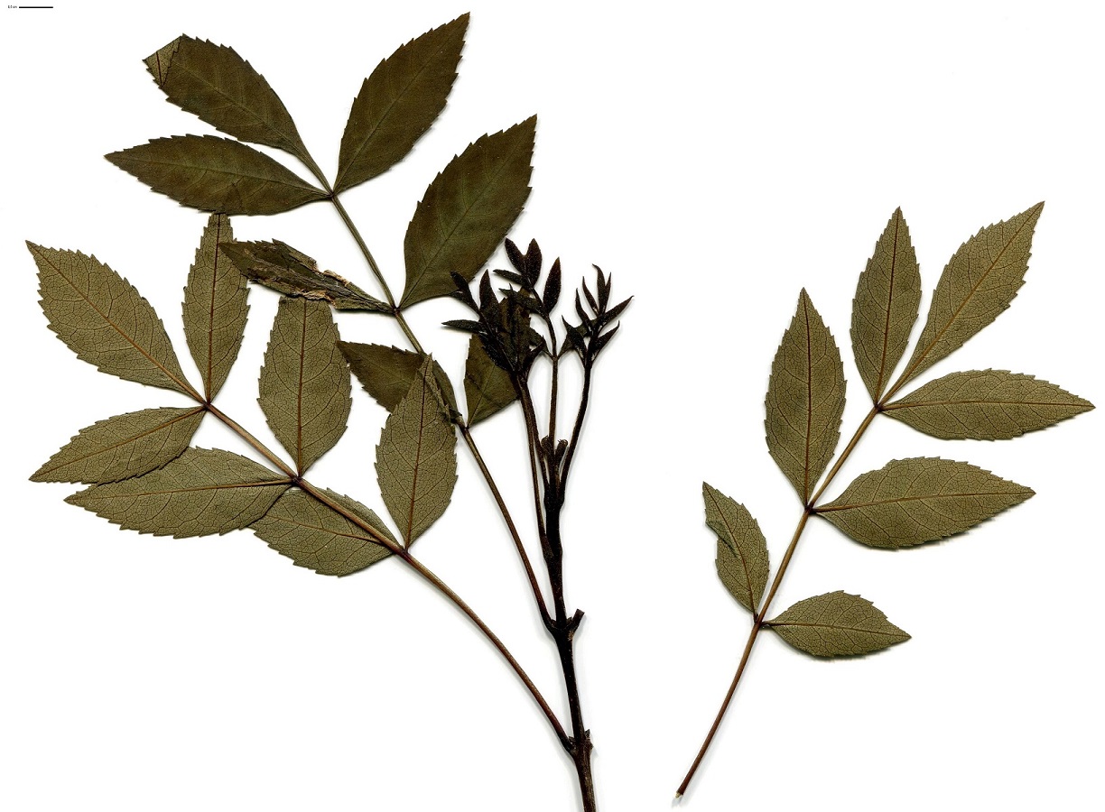 Fraxinus angustifolia subsp. angustifolia (Oleaceae)